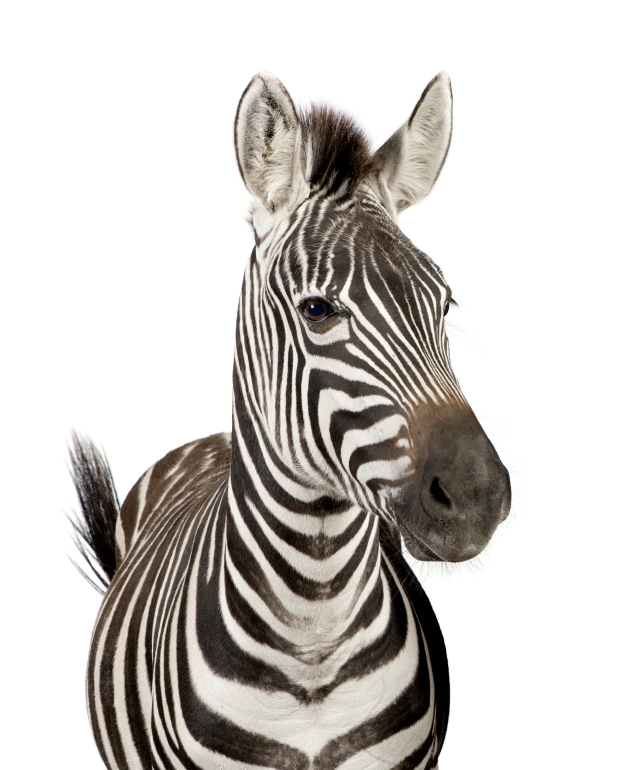 zebra