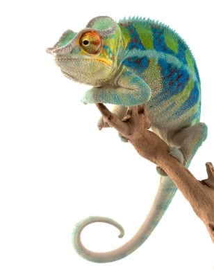 chameleon