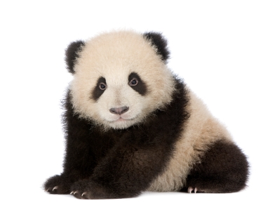 panda